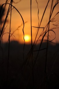 DSC_0404 (425x640)