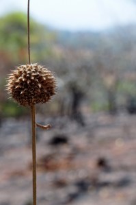 DSC_0456 (425x640)
