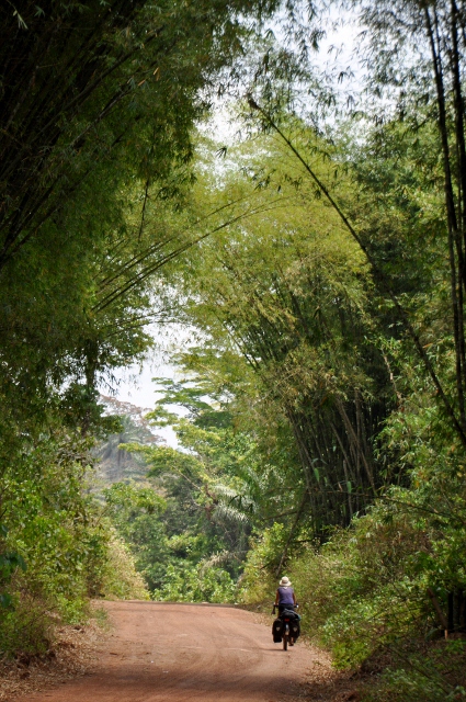 Bamboo Beauty