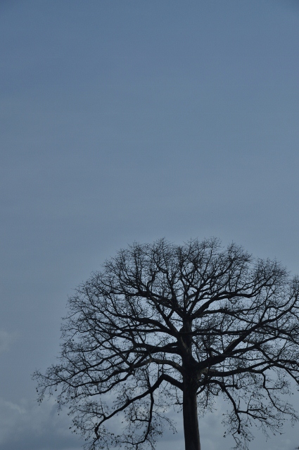 DSC_0829 (425x640)