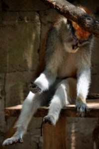 DSC_0342 (425x640)