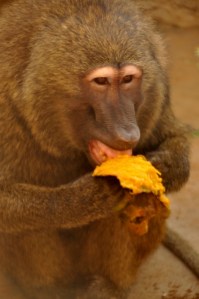 DSC_0398 (425x640)