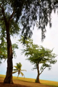 DSC_0422 (425x640)