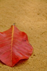 DSC_0464 (425x640)