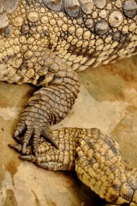 DSC_0679 (425x640)