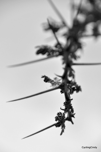 DSC_1052 (2)