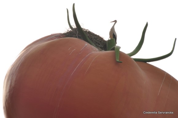 Vlakbij een tomaten-conserven fabriek...