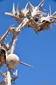 Slakkenhuisjes groeien overal aan vast