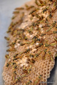 Bijennest langs de route