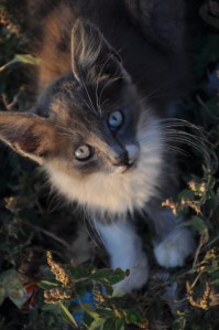 Arm beest, ik hoop dat deze het overleefd, net als al de honderd andere