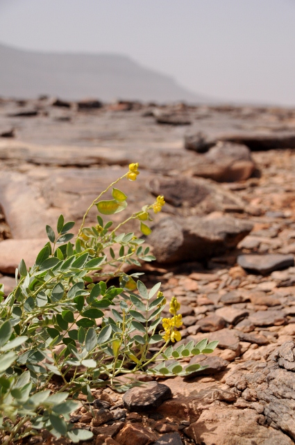 Again flowers, also in the Mauritanian desert