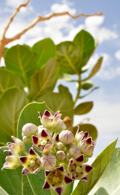 These plants are plenty along the route