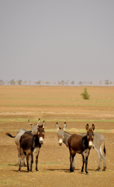 Again a donket photo, but see how cute they're watching me