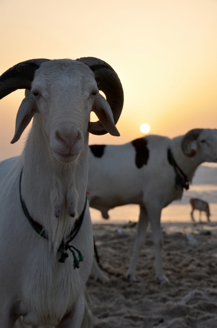 At least, they had a great life...