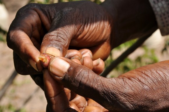 Suleyman shows how to use the plants