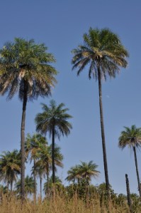 Palms waving at me
