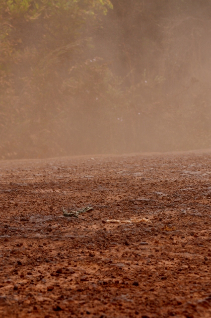 Dusty tracks start to set in