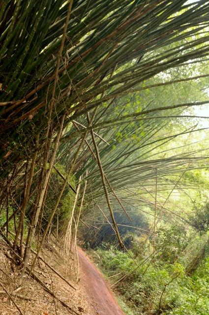 Bamboo Banga