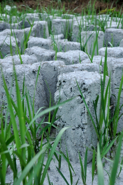 Stone with Grass
