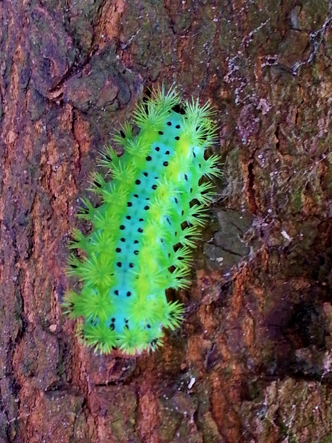 20130522_120859 (480x640)