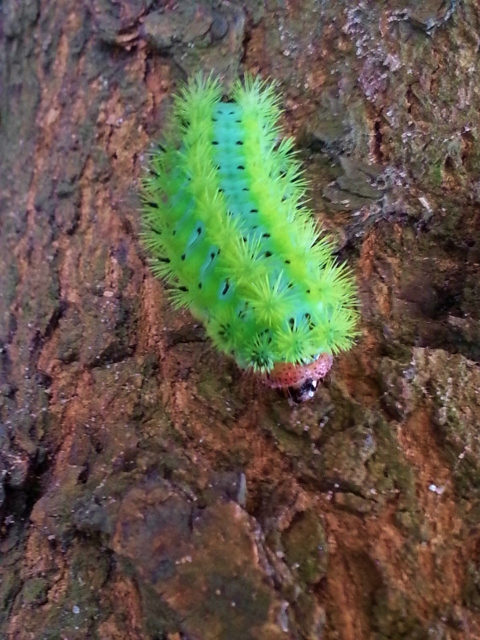 20130522_120904 (480x640)