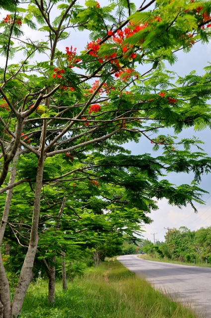 DSC_0125 (425x640) (2)