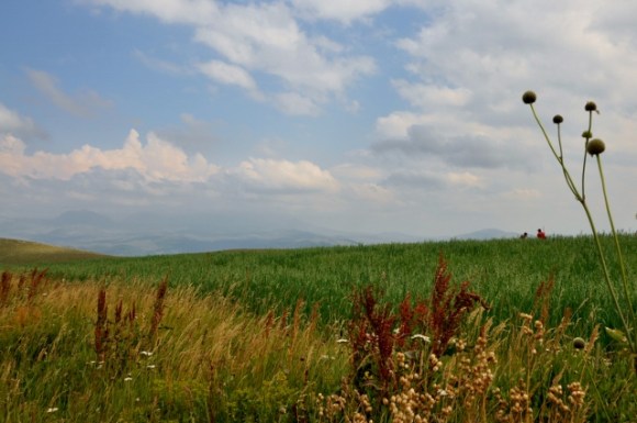 De velden staan Mooi