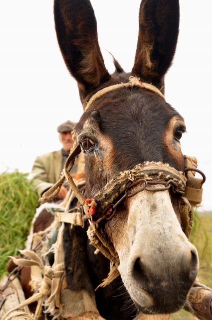 Ezeltje en zijn Baas