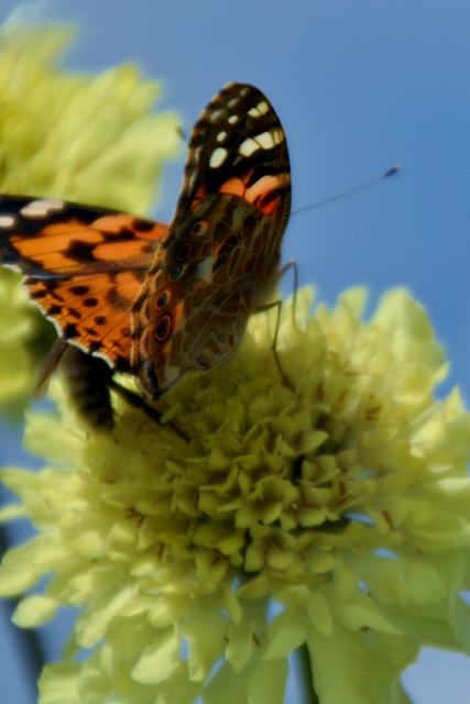 Vlinder en zijn Muse