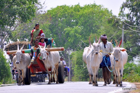 Classic India, Busy on Road