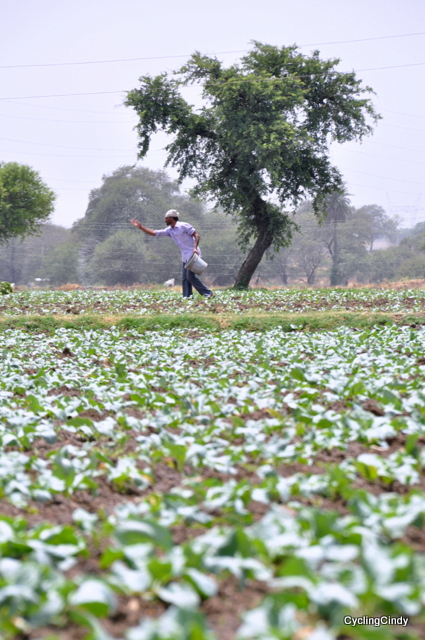 Sowing the Seeds of...