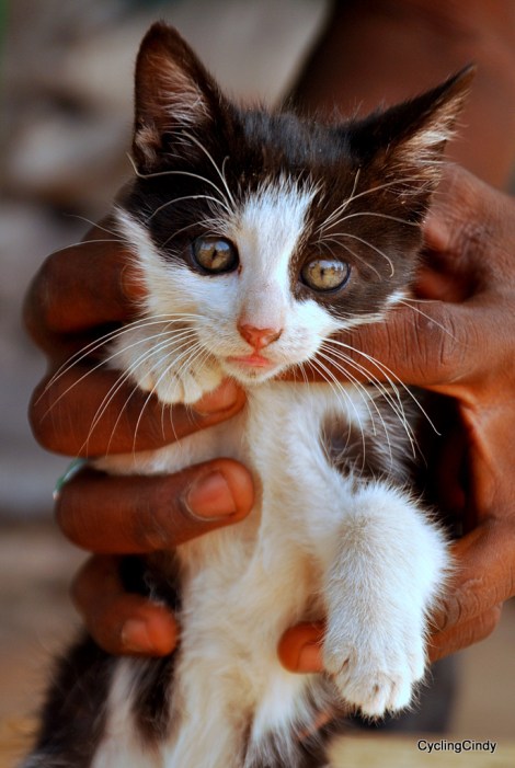 1-2013 Guinea Bissau