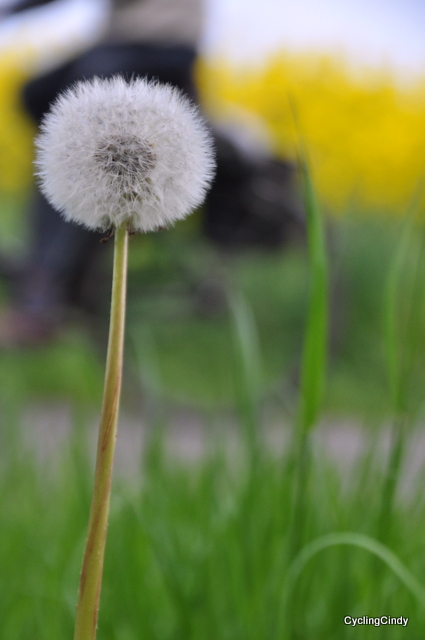 Germany loves Cyclig