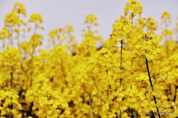 Rapeseed?