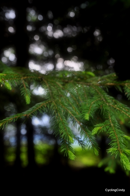 An open spot in a patch of pines, even bores run past