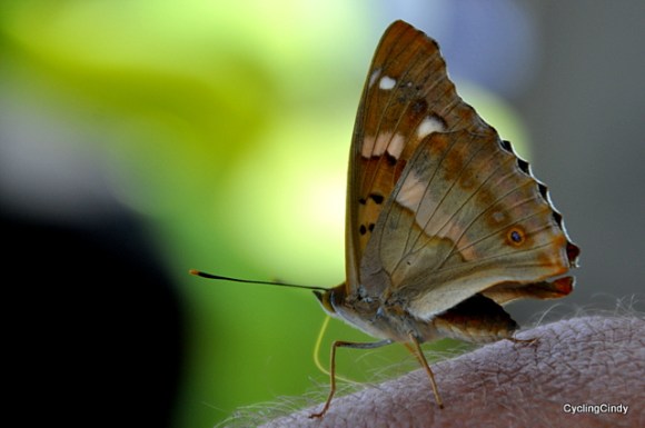 Butterfly trying to extract from Tom's leg
