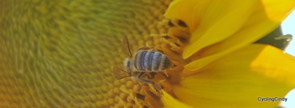 A bee making sunflower honey perhaps