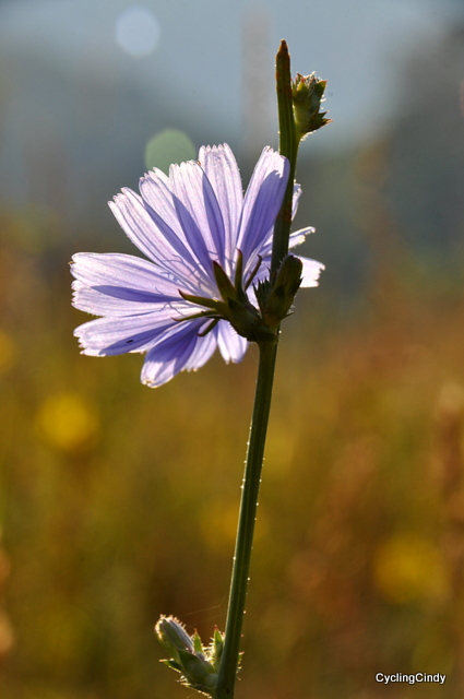 A chicory flowerring