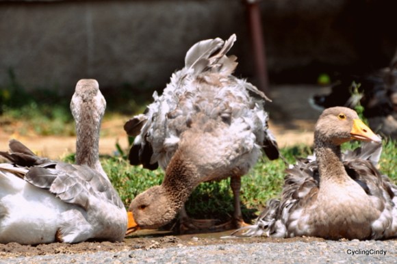 Many geese along the route