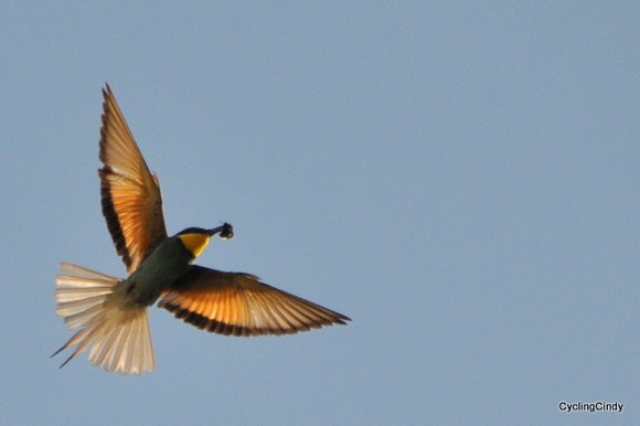 A bee eater