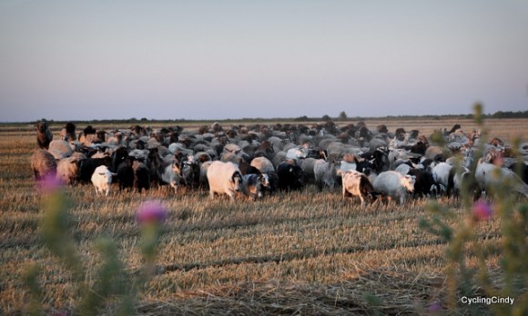 Great work of Lookie the sheep dog