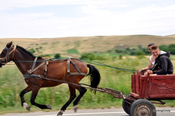 Horse and boys equally happy, I may hope