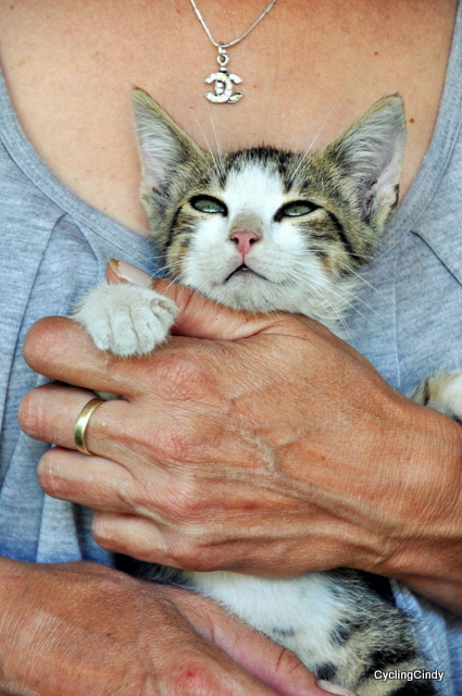 Kitten looks high on love and attention