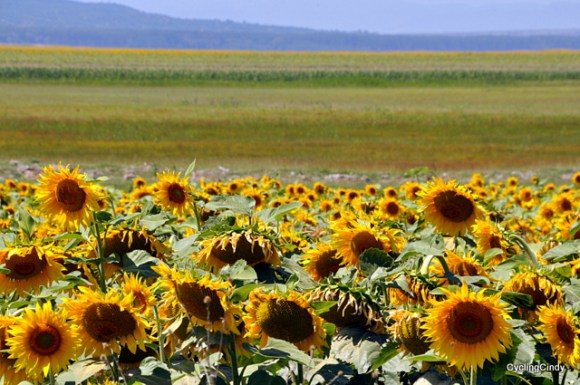 Most of Romania landscape