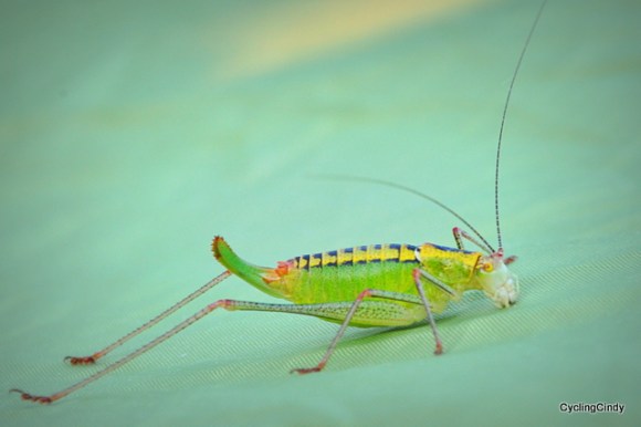 We've got about 6 jumpy friends in camp