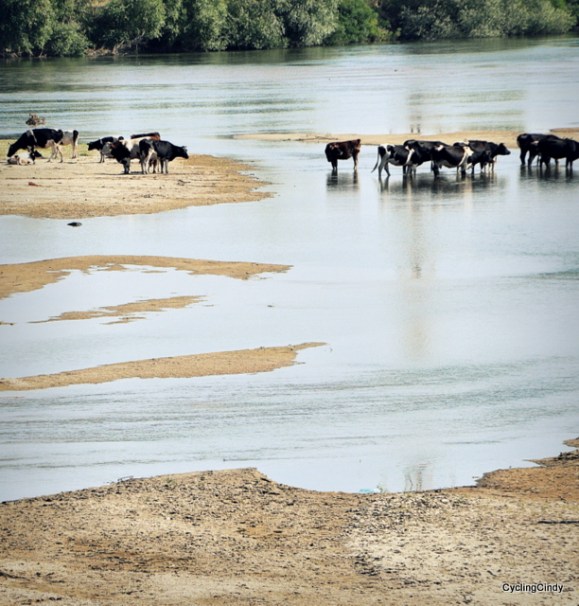 Where have we seen this before, cows are cooling down, where people are swimming