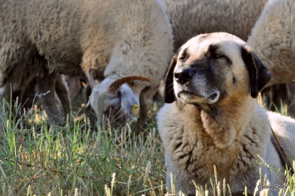 Another case of predtending to be a shepherd dog