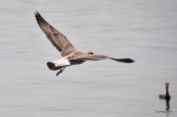 A gull flies over a cormorant
