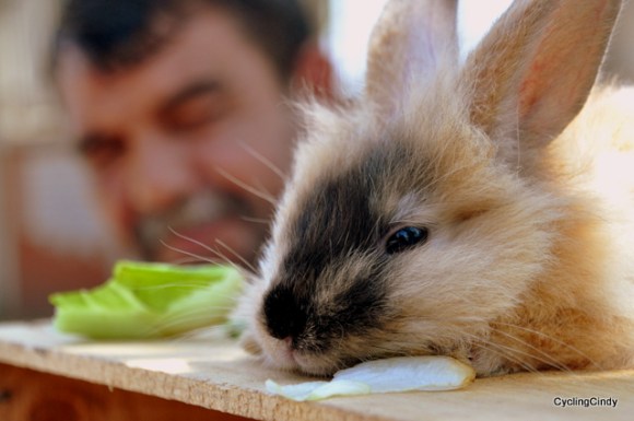 Tonton, the special rabbit from Istanbul