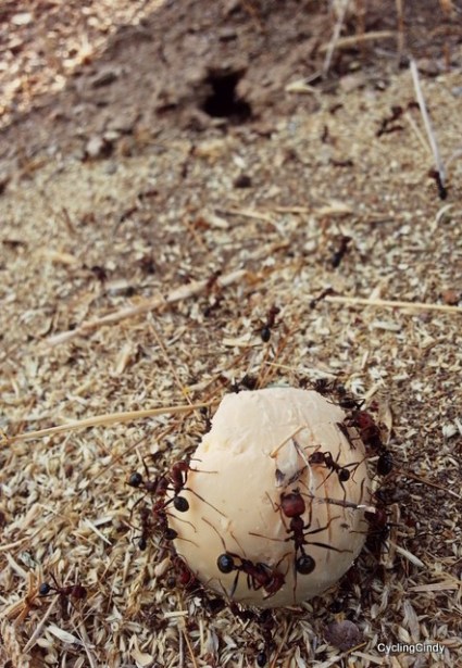 Ant with egg-001